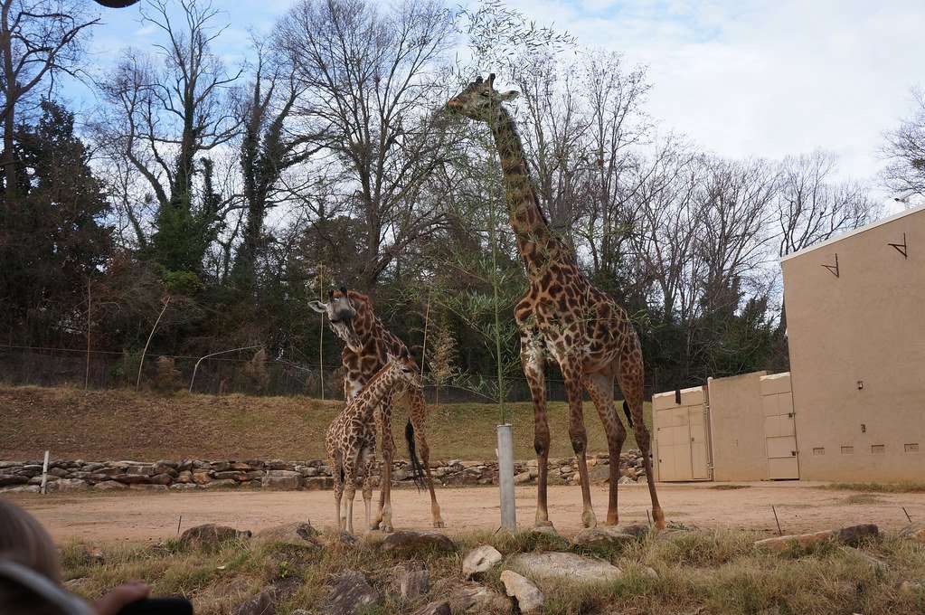 How Baby Giraffes Survive the Ultimate Birth Drop (image credits: flickr)