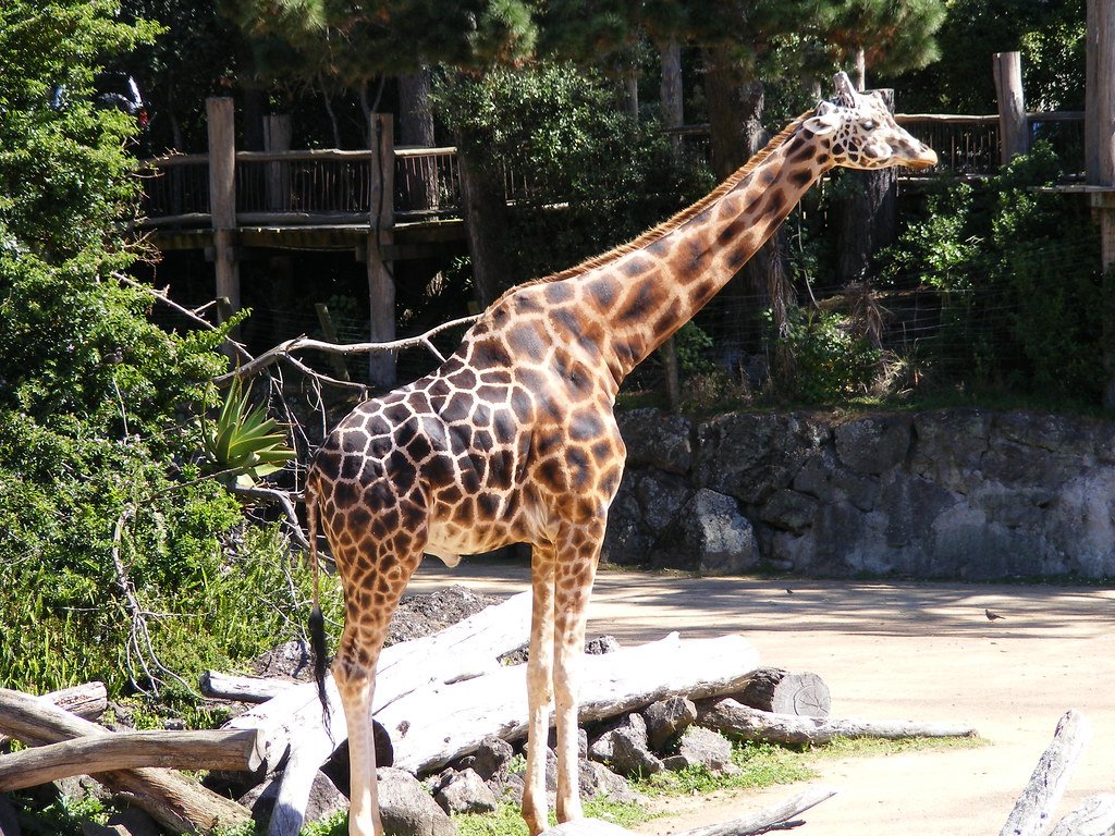 The Science Behind Giraffe Neck Movements (image credits: flickr)