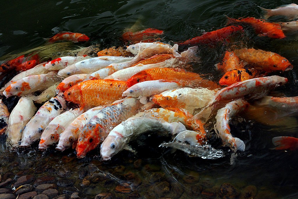 The Role of Selective Breeding in Shaping Modern Varieties (image credits: flickr)