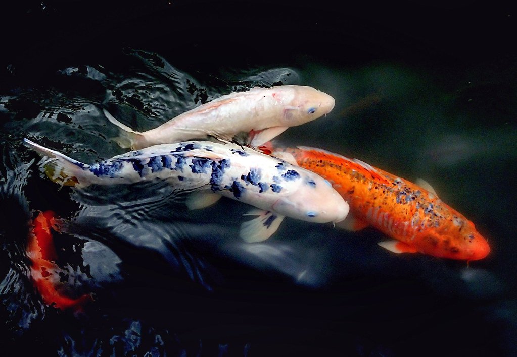 The Economics of Genetic Excellence (image credits: flickr)