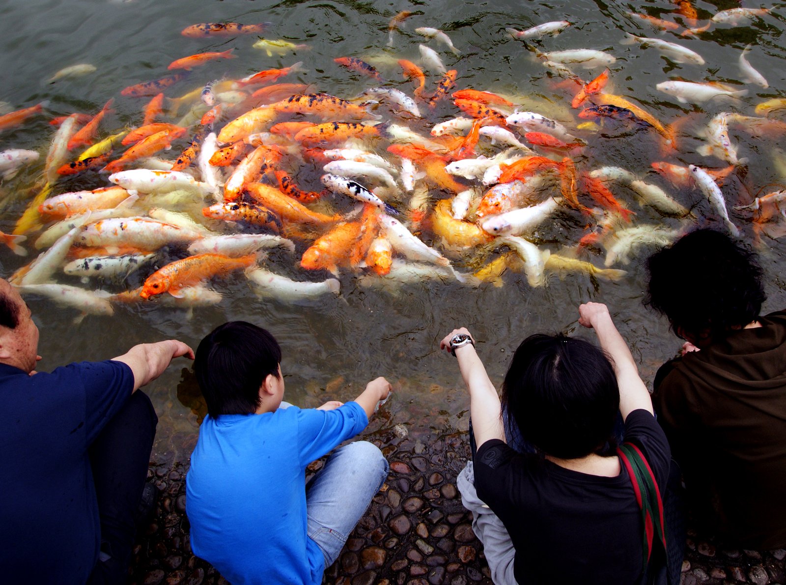 Future Directions in Koi Genetic Research (image credits: Koi Carp watchers., CC0, https://commons.wikimedia.org/w/index.php?curid=103438523)