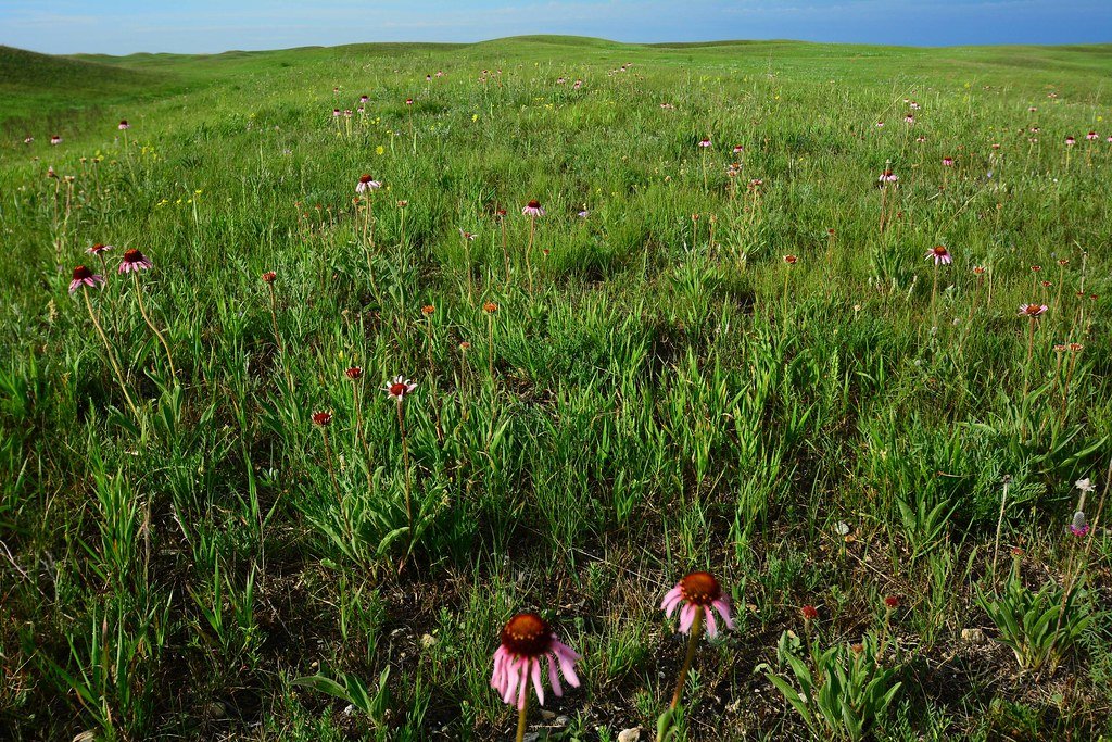 Carbon Sequestration Powerhouses (image credits: flickr)