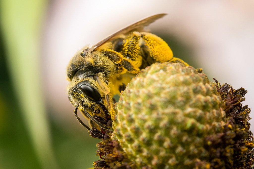 The Pollinator Paradise (image credits: flickr)