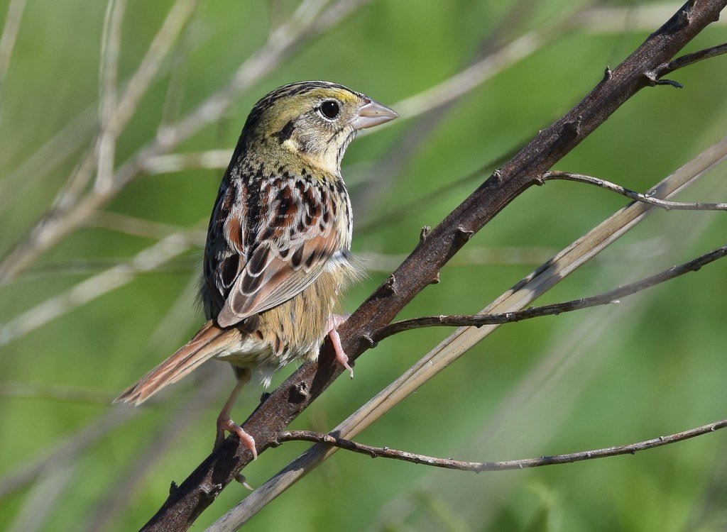 Bringing Back the Birds (image credits: flickr)