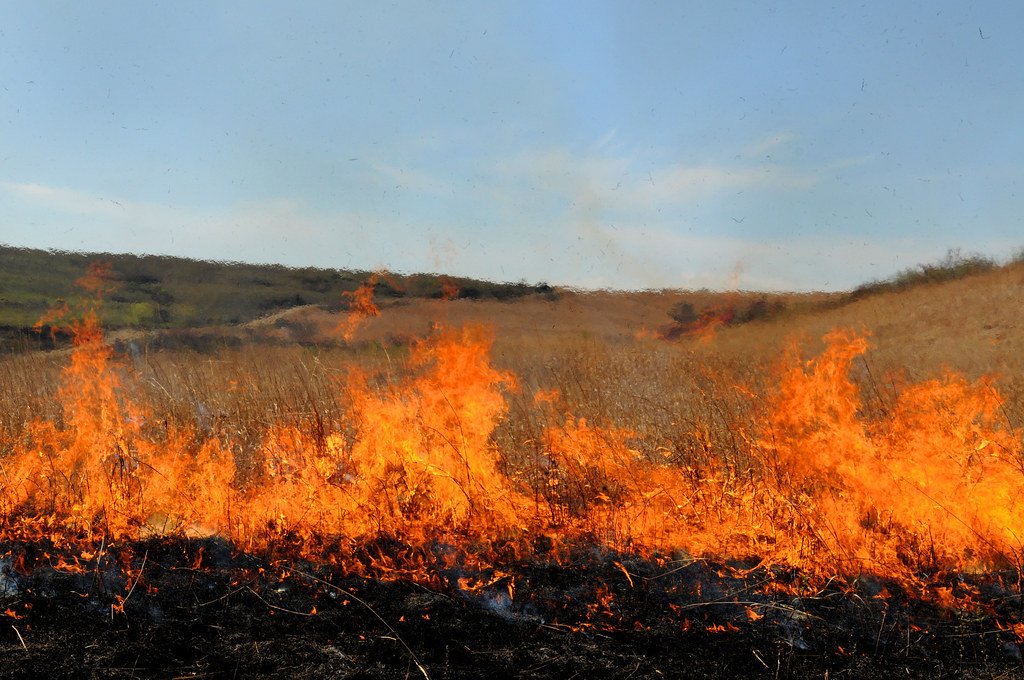 Fire: The Prairie's Best Friend (image credits: flickr)