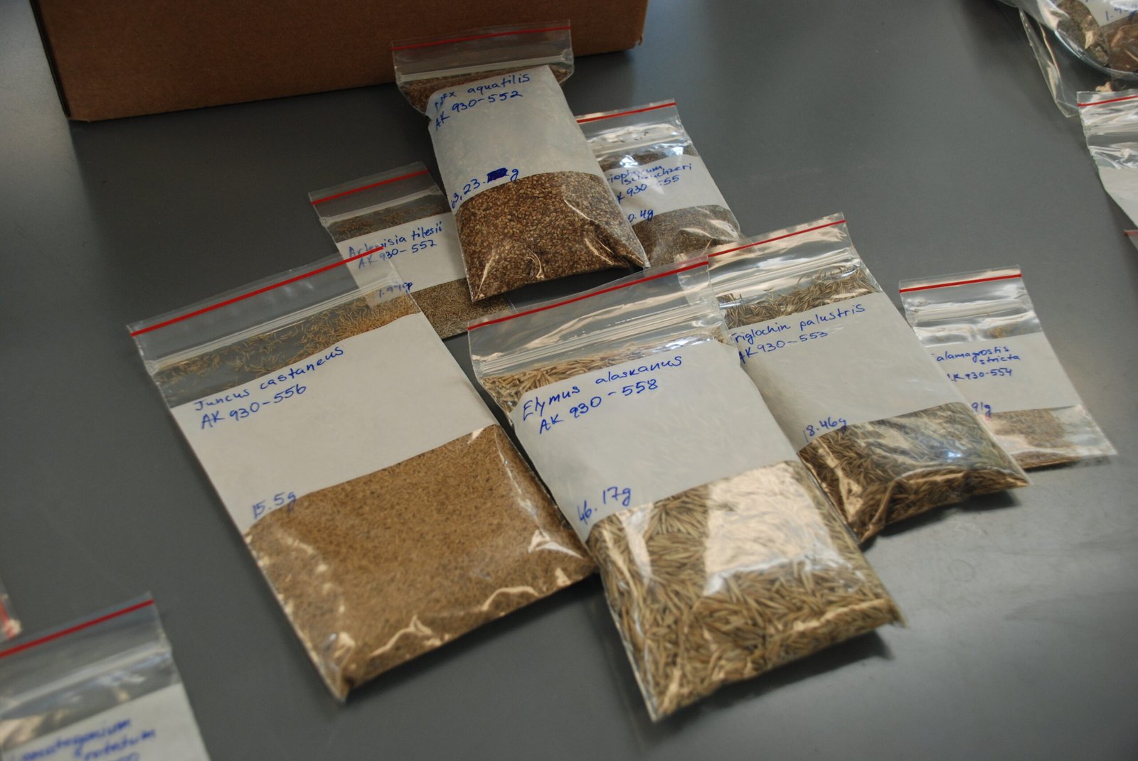 Seeds of Success (image credits: wikimedia)