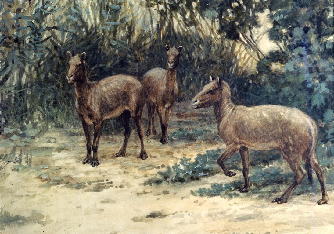 The Ancient Horse That Looked Nothing Like a Horse (image credits: wikimedia)