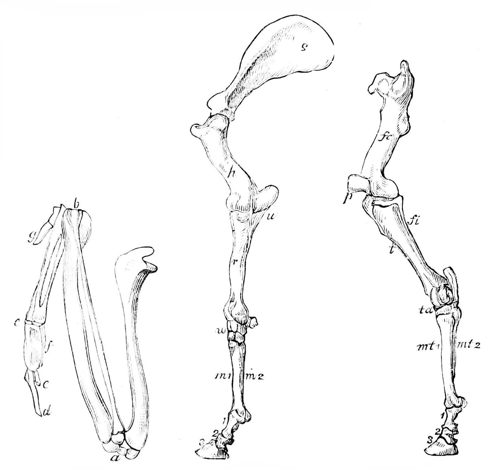 Leg Bones: The Price of Going Fast (image credits: wikimedia)