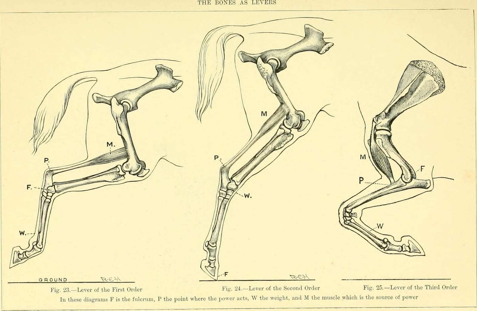 The Splint Bone Mystery: Evolution's Leftover Parts (image credits: wikimedia)