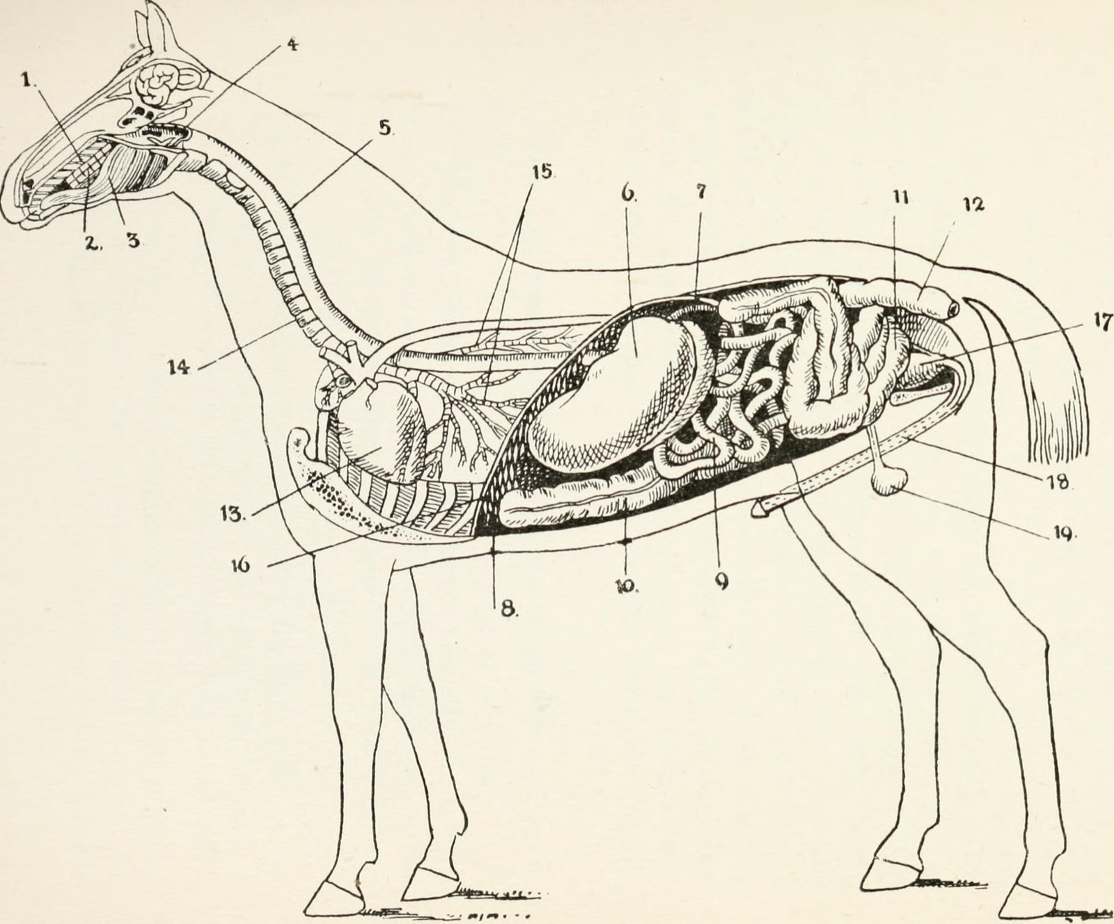 Digestive Disasters: When Guts Can't Keep Up (image credits: wikimedia)