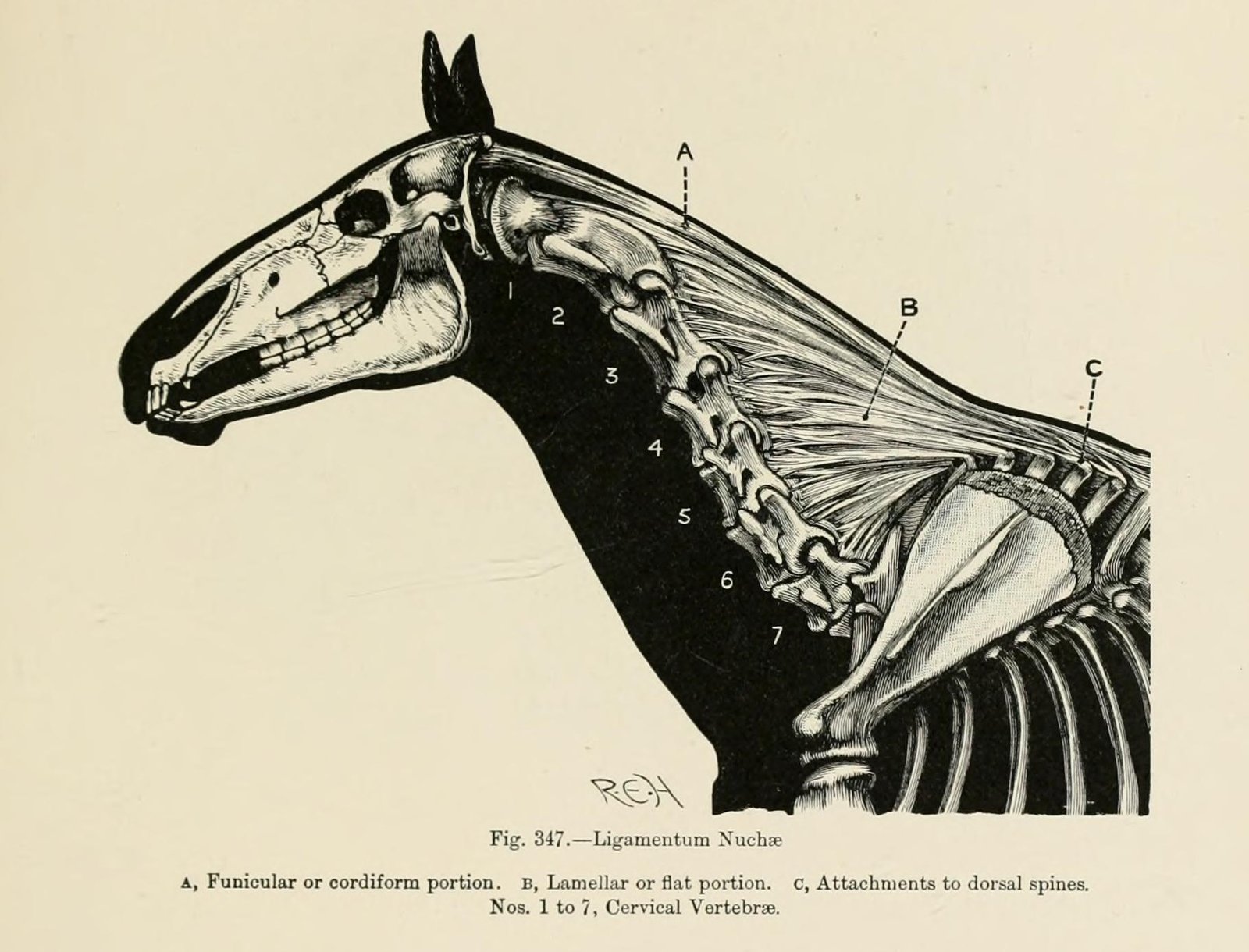 Back Problems: The Curse of the Long Spine (image credits: wikimedia)