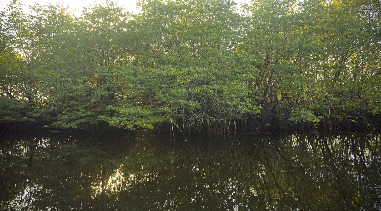 The Carbon Capture Champions (image credits: wikimedia)