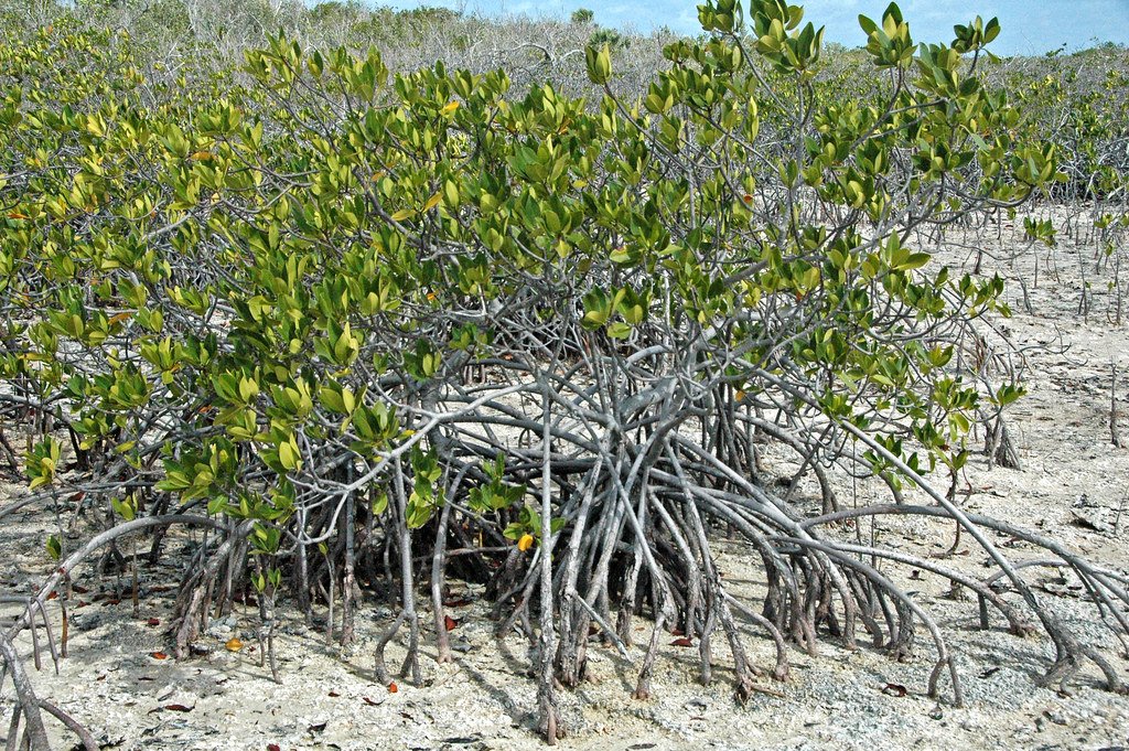 Temperature Regulation: Bacterial Air Conditioning (image credits: flickr)