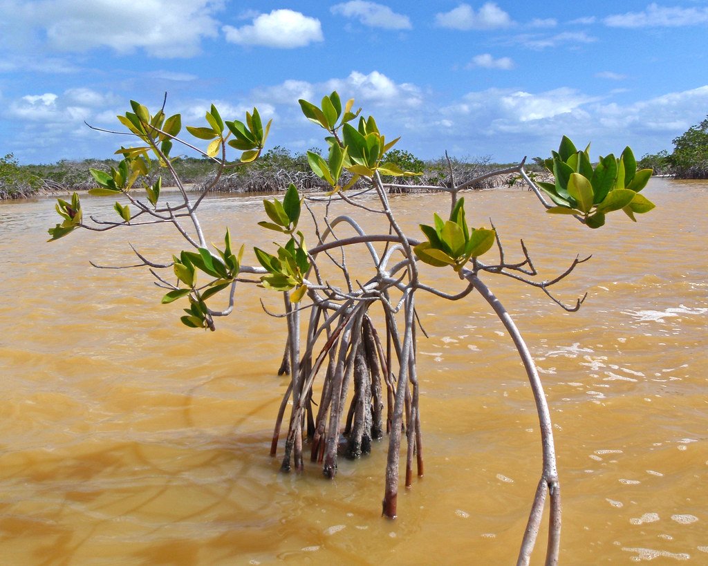 The Probiotic Powerhouse: Health Benefits Beyond the Mangrove (image credits: flickr)