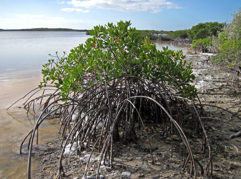 The Economic Value of Invisible Workers (image credits: flickr)