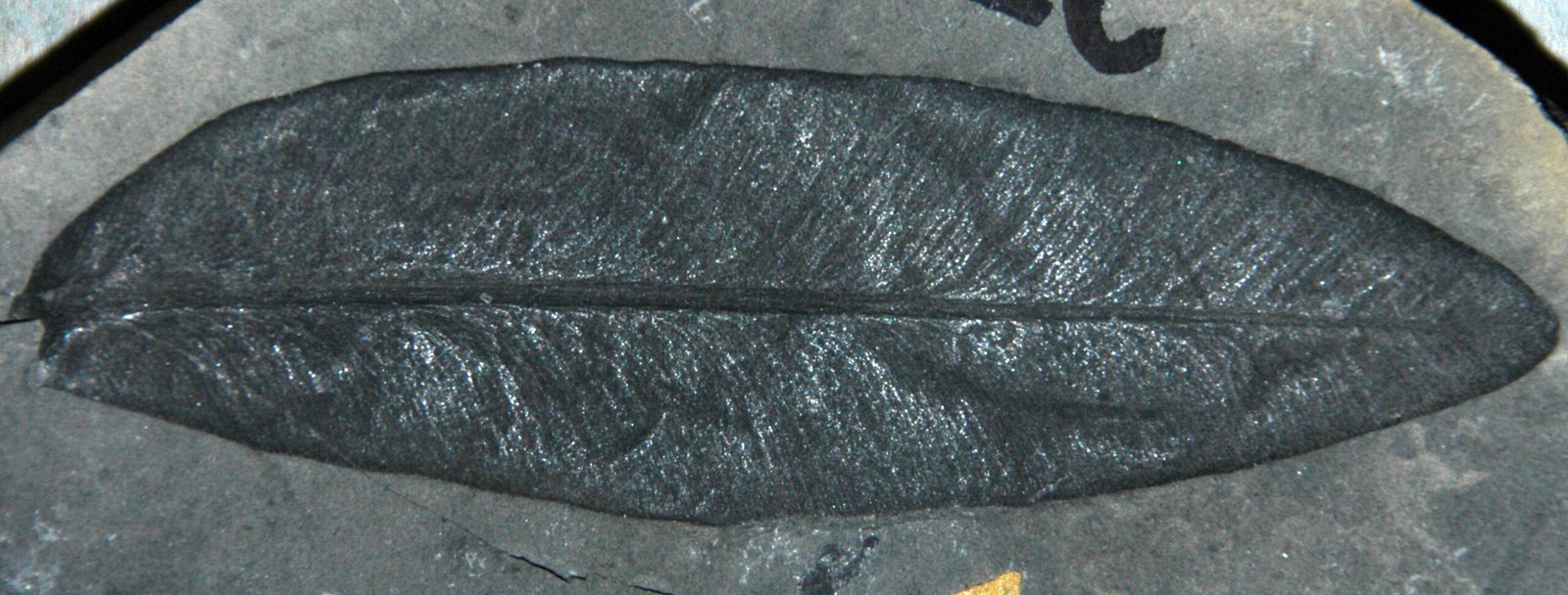Fossil Leaves: Ancient Atmospheric Windows (image credits: wikimedia)