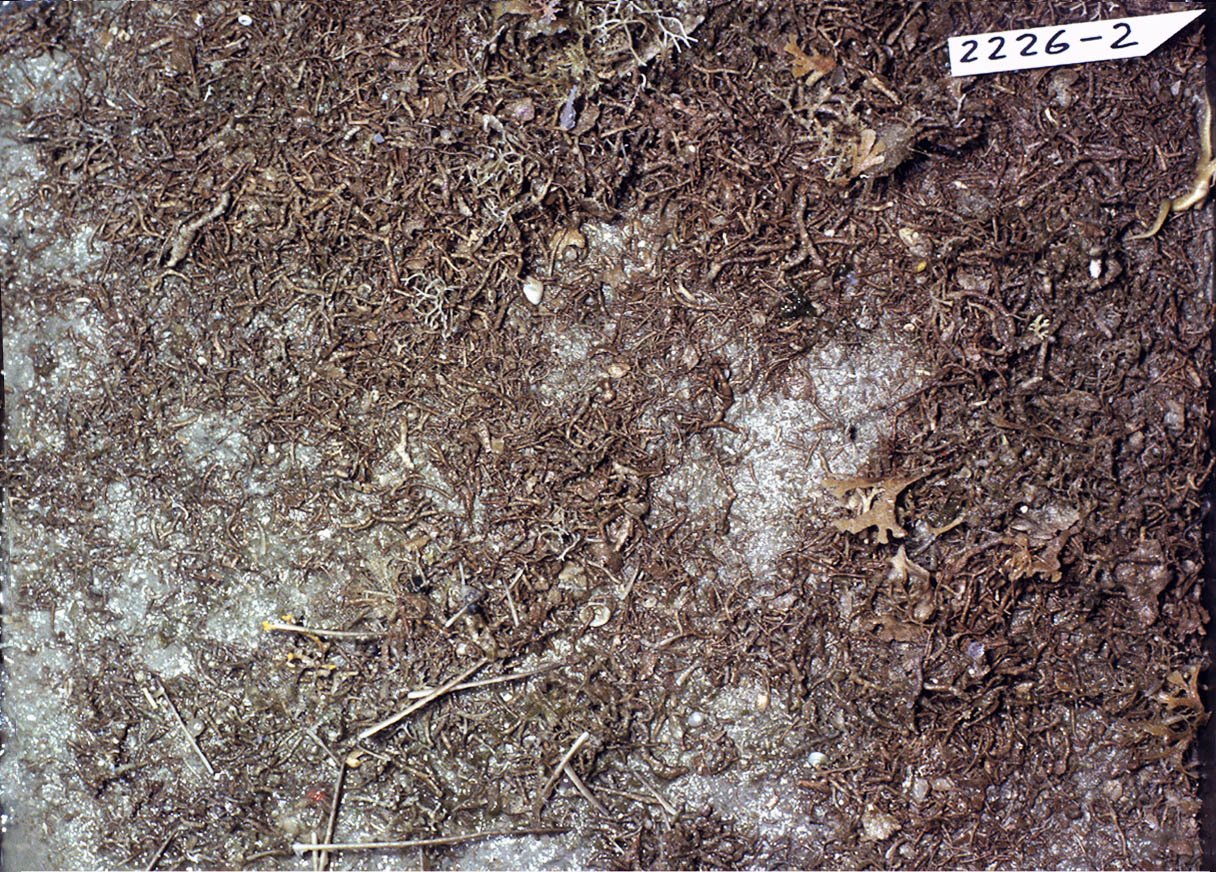 Marine Isotope Records: Ocean Chemistry Through Time (image credits: wikimedia)