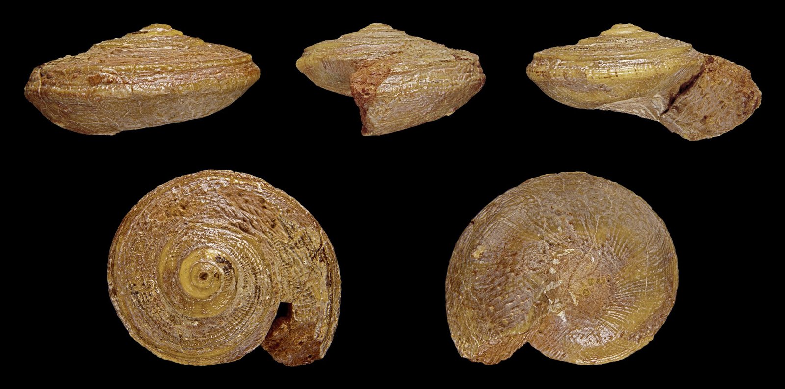 The Chemistry of Turning Bone into Stone (image credits: wikimedia)