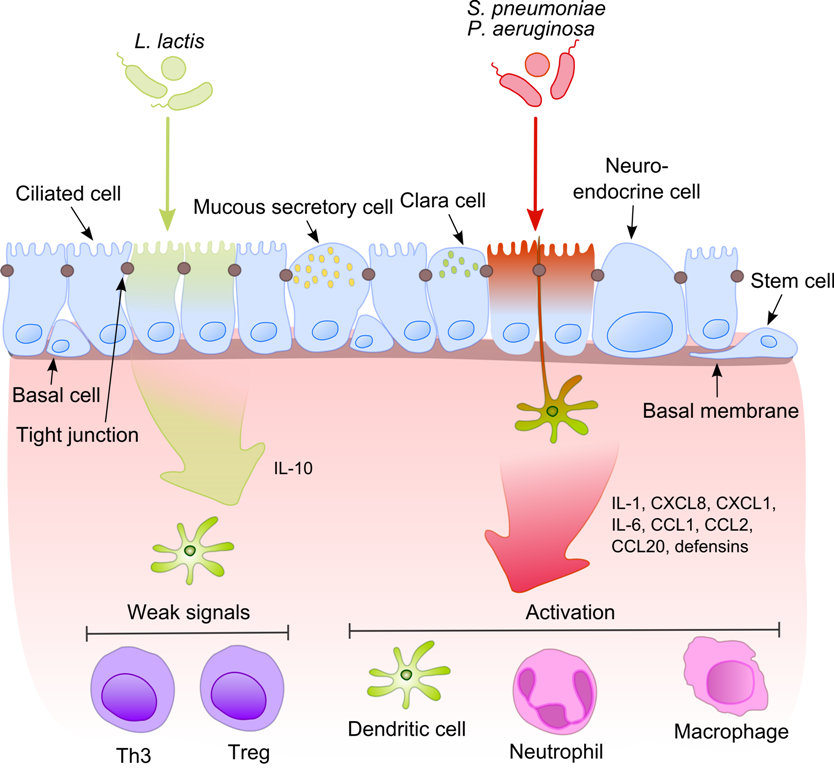 The Immune System's Training Ground (image credits: wikimedia)