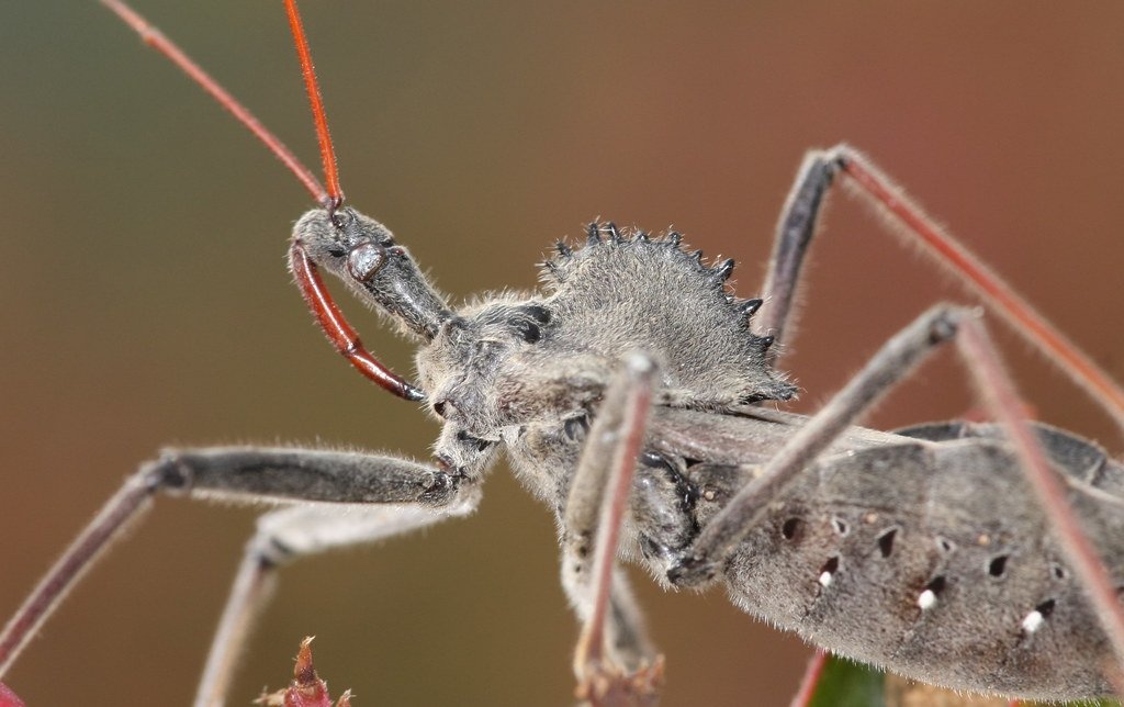 The Assassin Bug's Deadly Disguise (image credits: flickr)