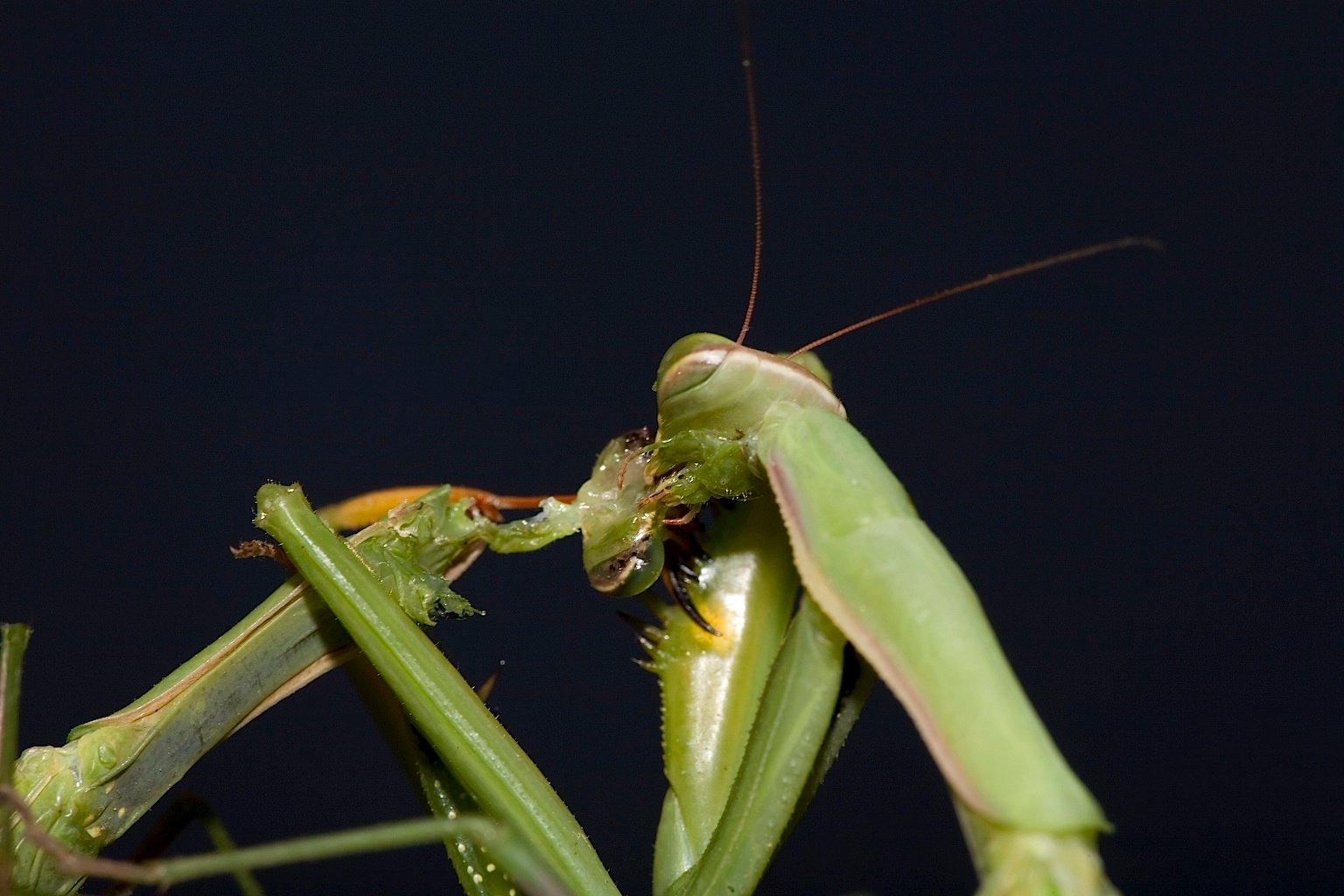 Praying Mantis Cannibalism Rituals (image credits: wikimedia)