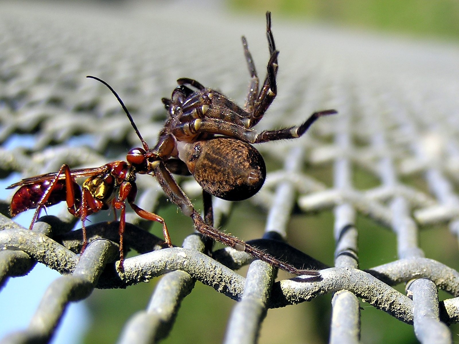 Spider Wasp Torture Chambers (image credits: wikimedia)