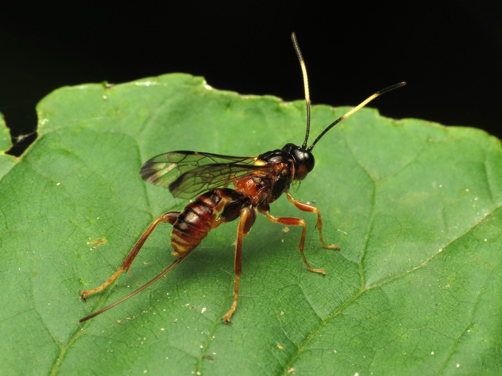 The Parasitic Wasp's Mind Control (image credits: wikimedia)