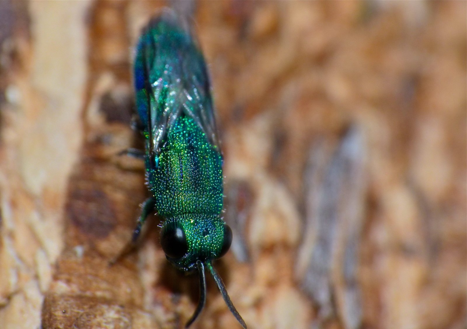 Cuckoo Wasp Infiltration Specialists (image credits: wikimedia)