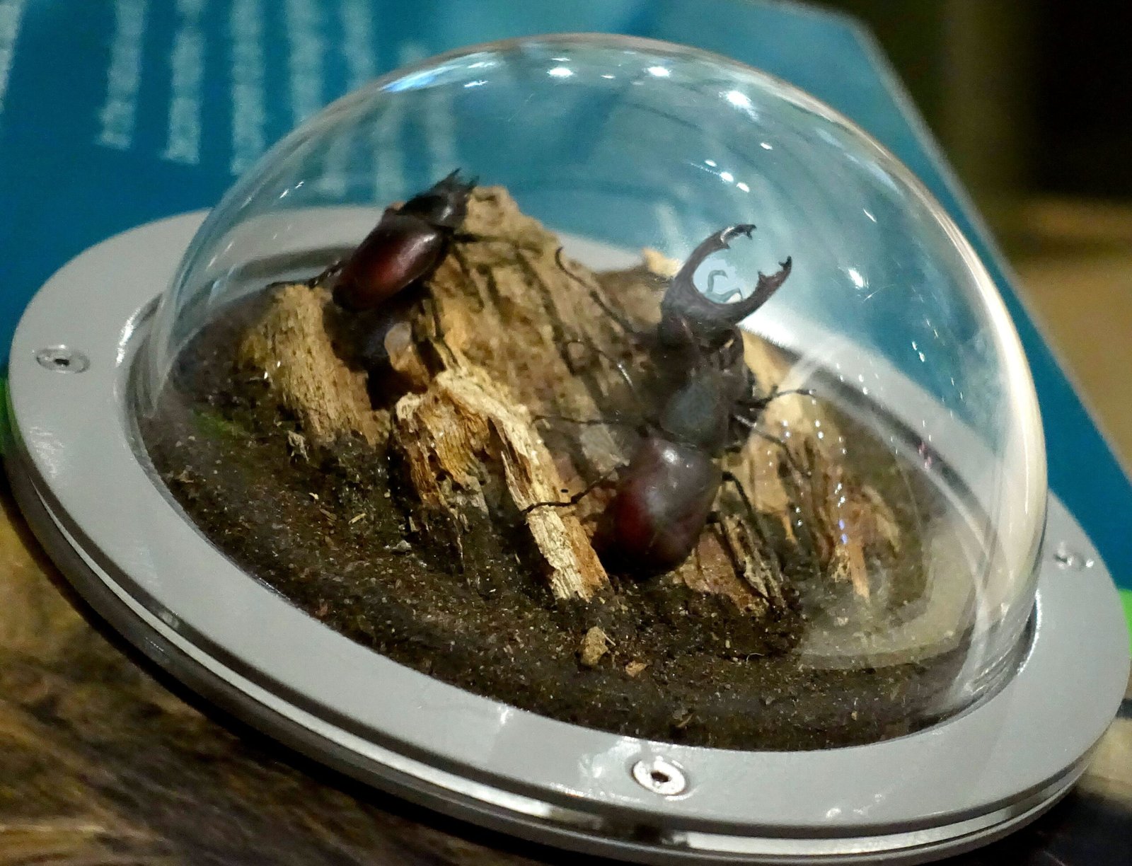 Beetle Gladiator Battles (image credits: wikimedia)