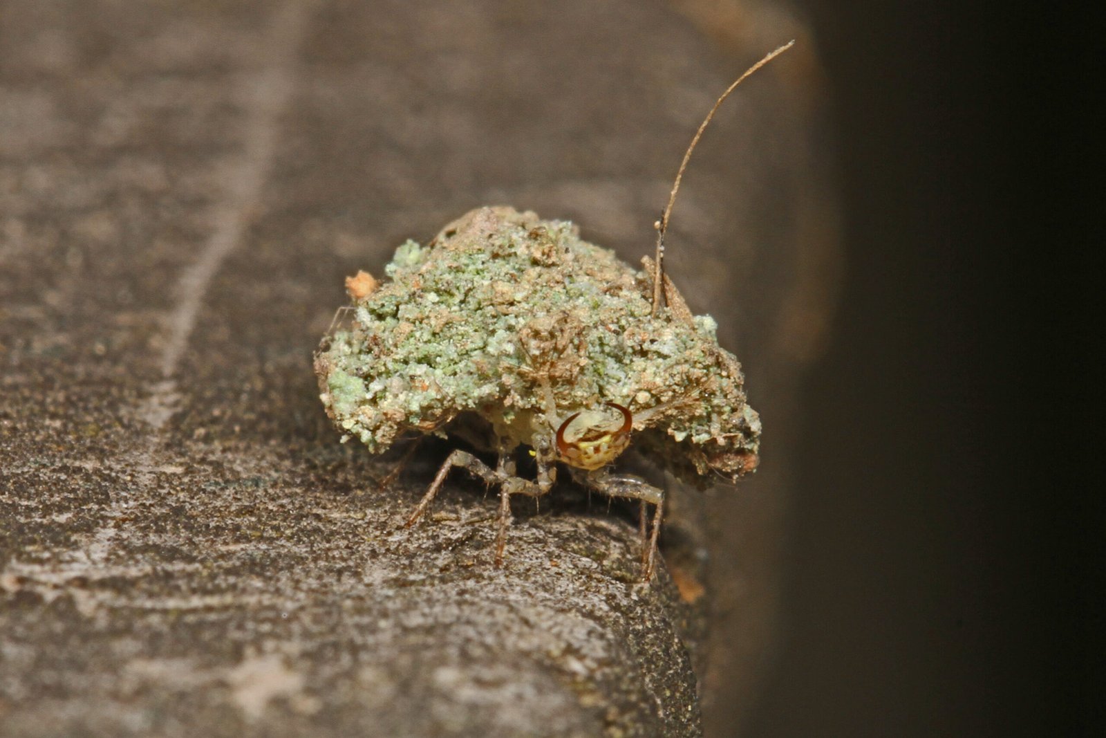Lacewing Larvae Disguise Masters (image credits: wikimedia)