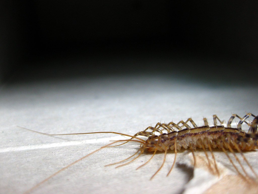 Centipede Venom Factories (image credits: flickr)