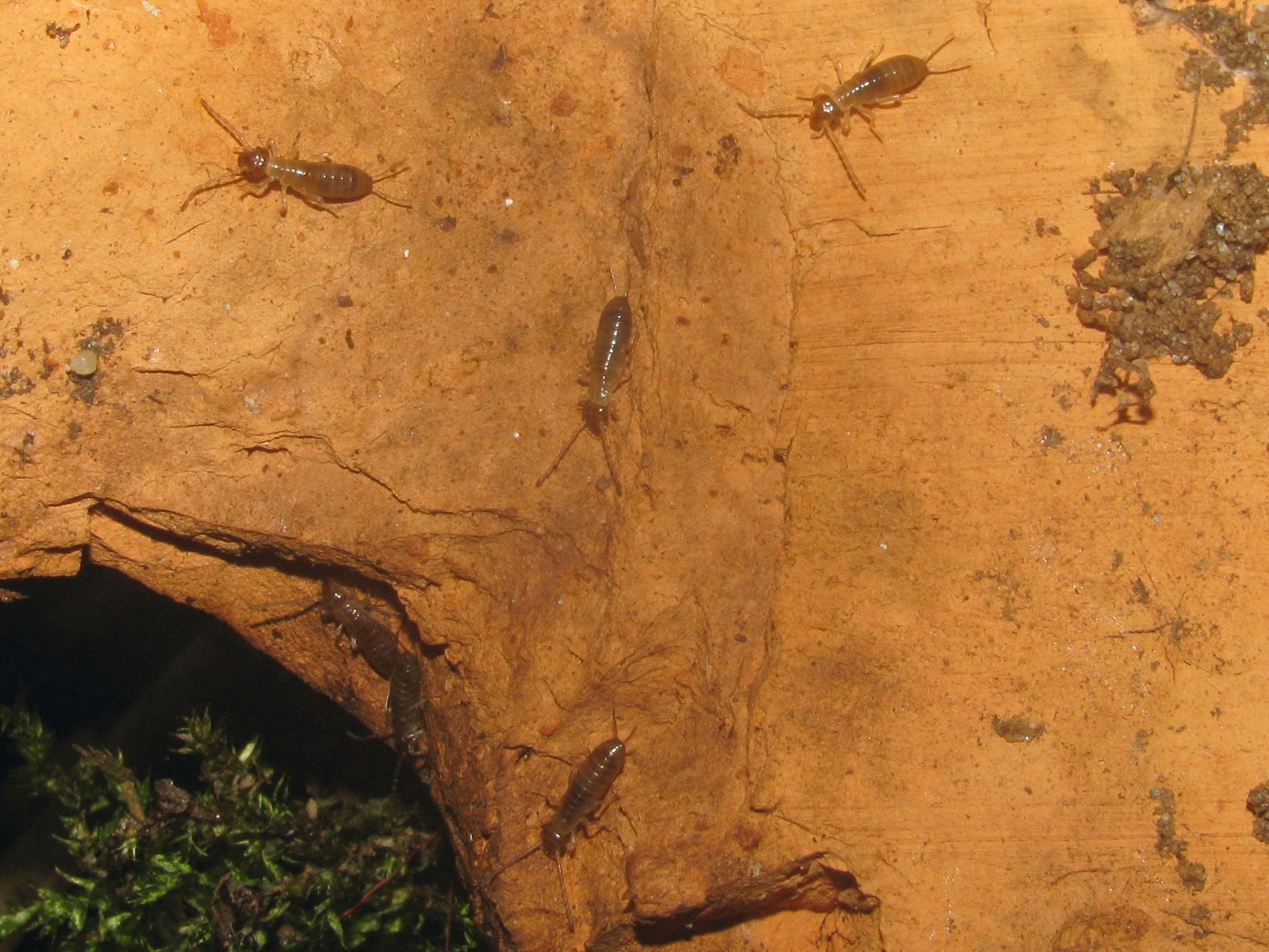 Earwig Maternal Cannibalism (image credits: wikimedia)