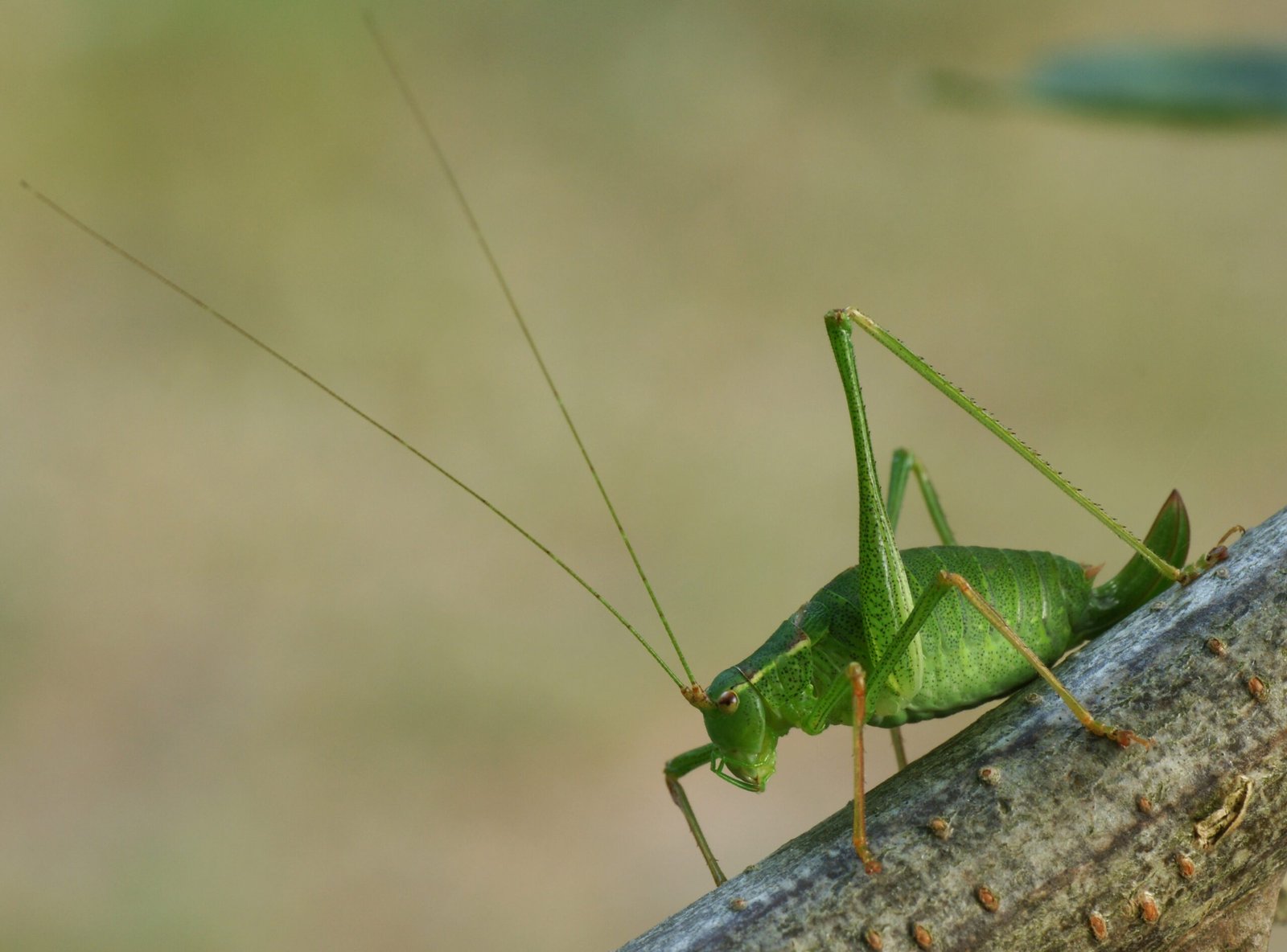 Katydid Acoustic Warfare (image credits: By Leviathan (talk), CC BY-SA 3.0, https://commons.wikimedia.org/w/index.php?curid=7890391)