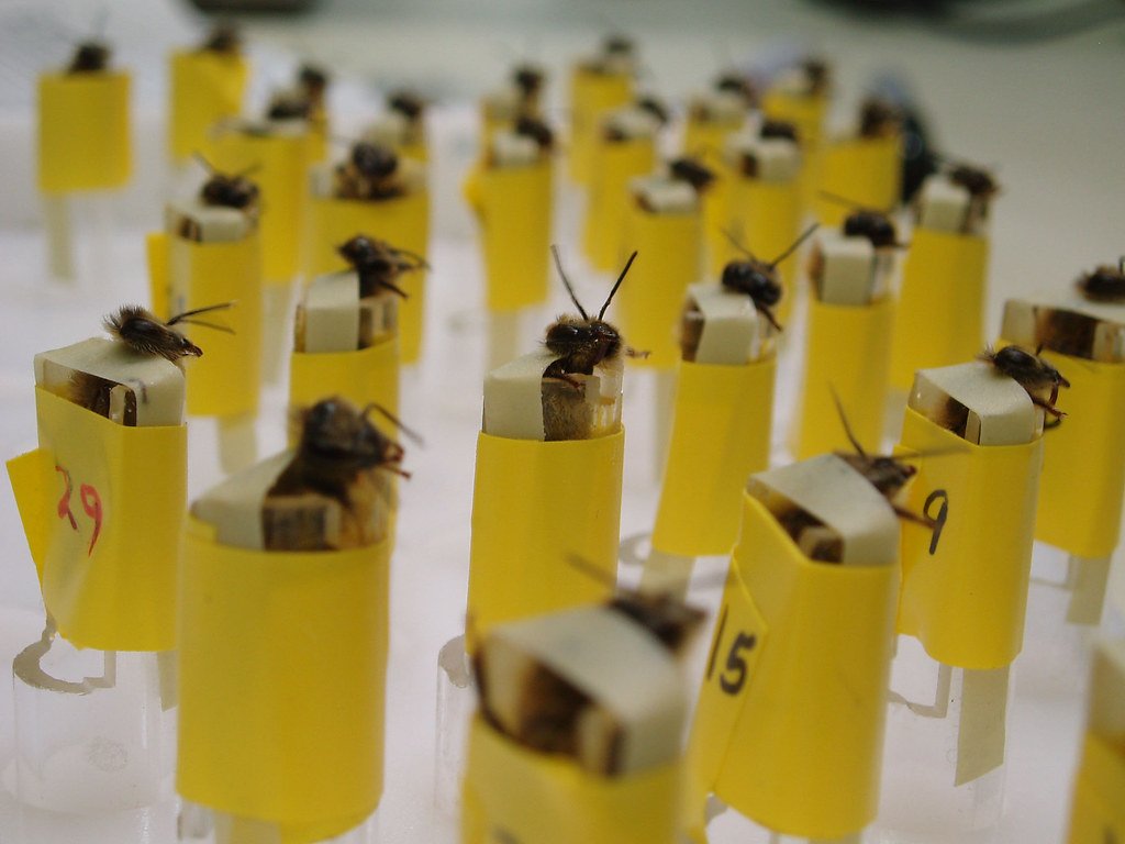 Rove Beetle Chemical Bombers (image credits: flickr)