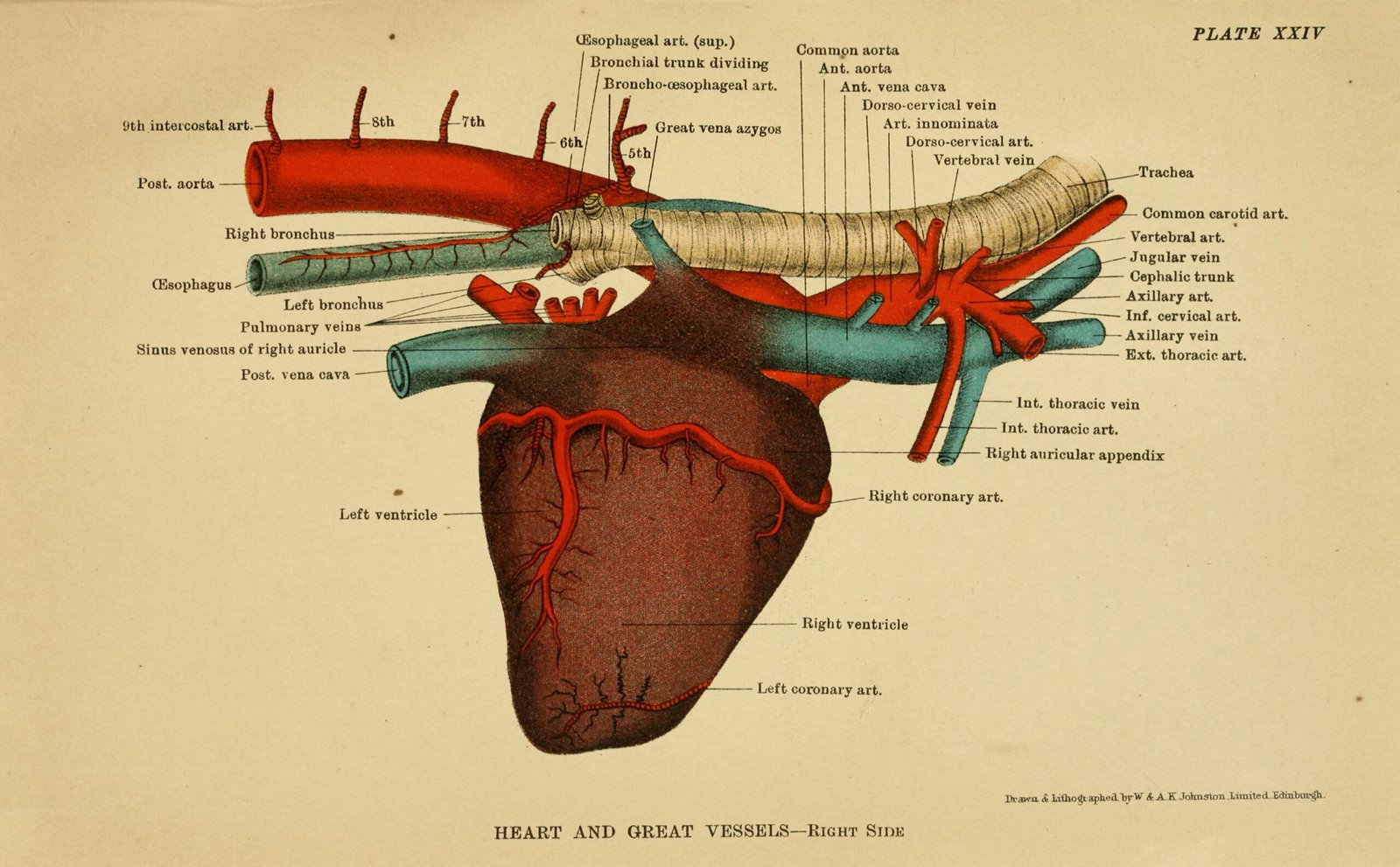 The Cardiovascular Marathon Within Each Stride (image credits: wikimedia)
