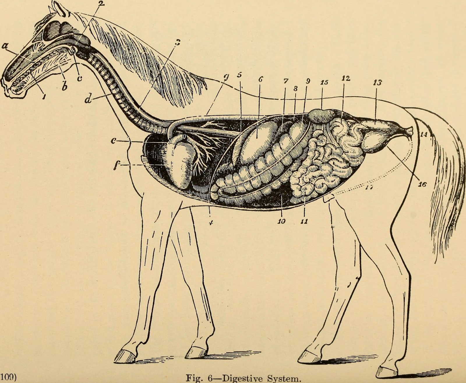 Respiratory Chaos: The Bellows of Speed (image credits: wikimedia)
