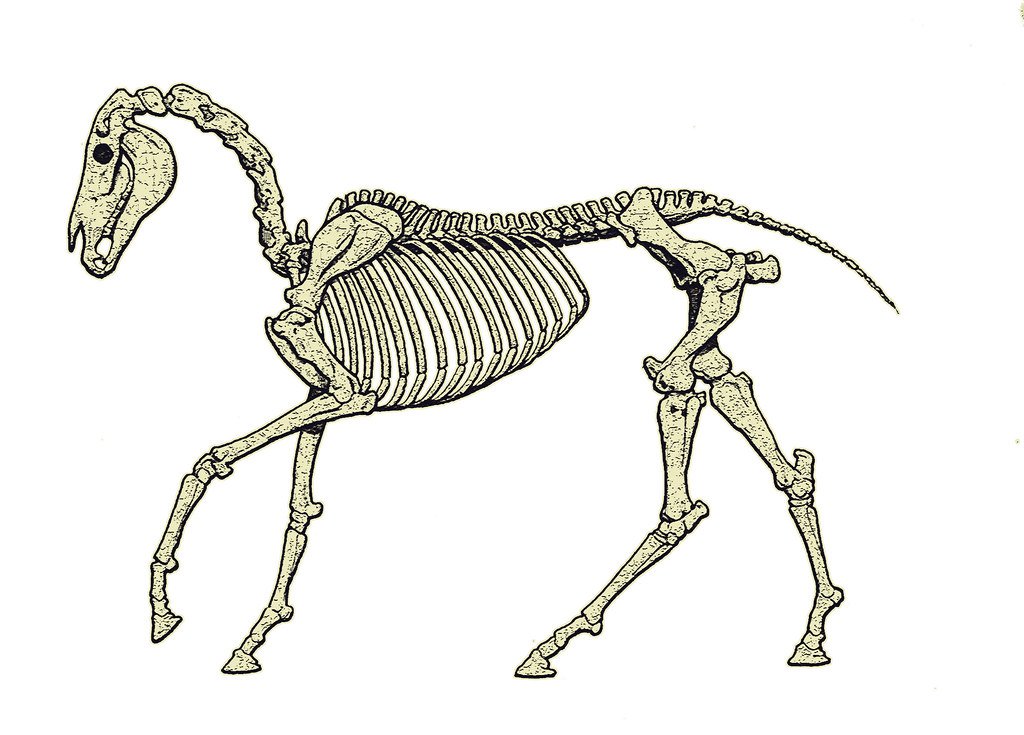 The Structural Engineering of Equine Bones (image credits: flickr)