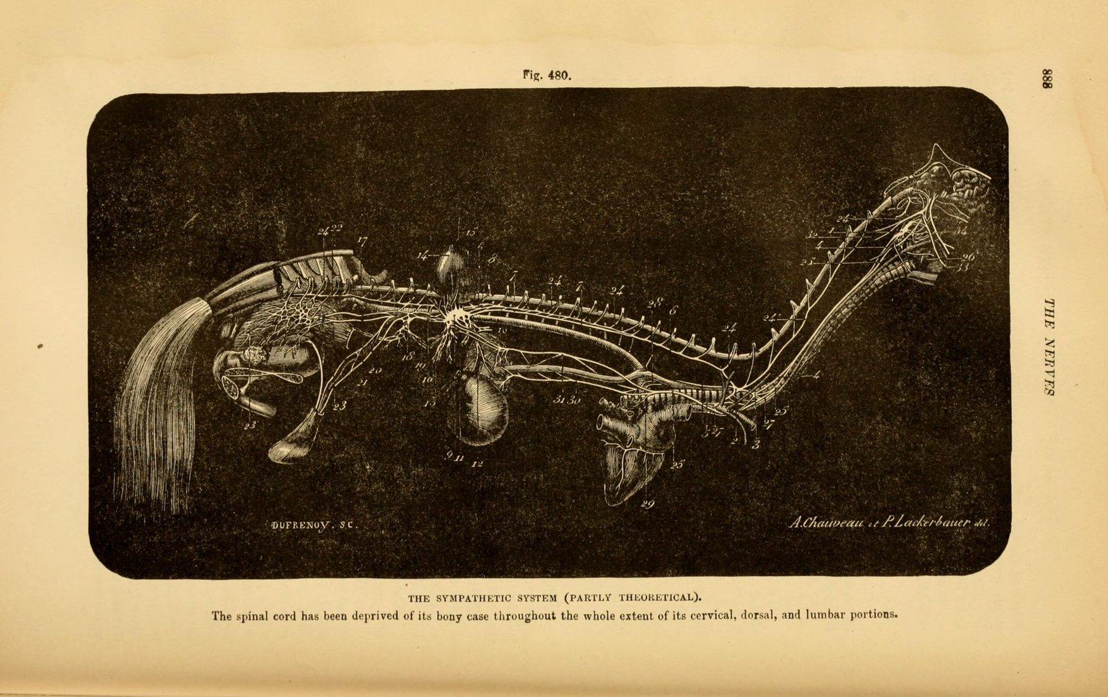 The Nervous System's Lightning-Fast Reactions (image credits: wikimedia)