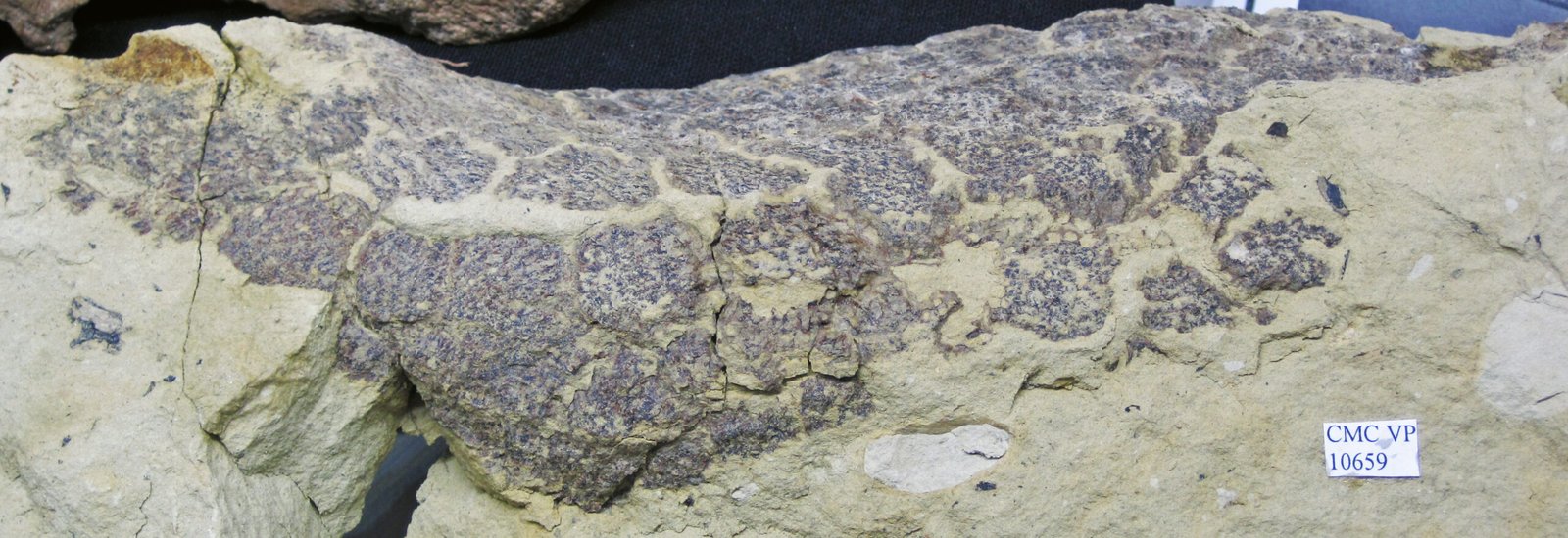 Skin Impressions: Reading Ancient Leather (image credits: wikimedia)