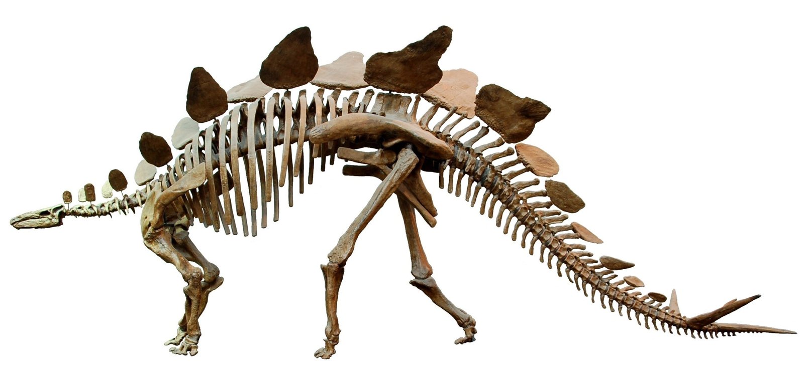 Posture and Movement: How Dinosaurs Carried Themselves (image credits: wikimedia)