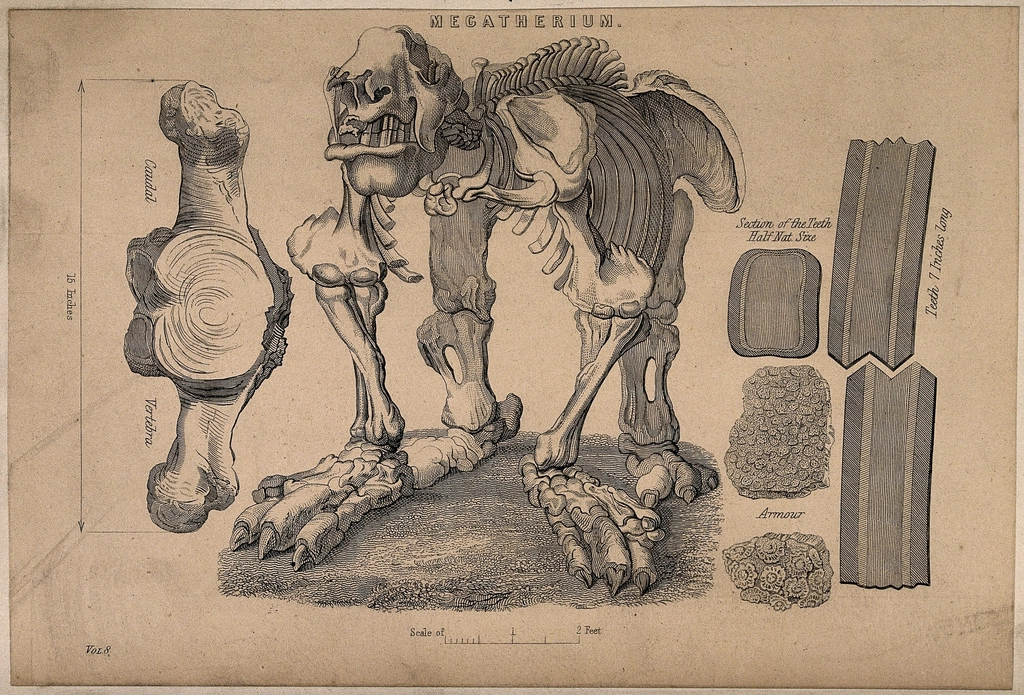 Comparative Anatomy: Learning from Modern Relatives (image credits: rawpixel)