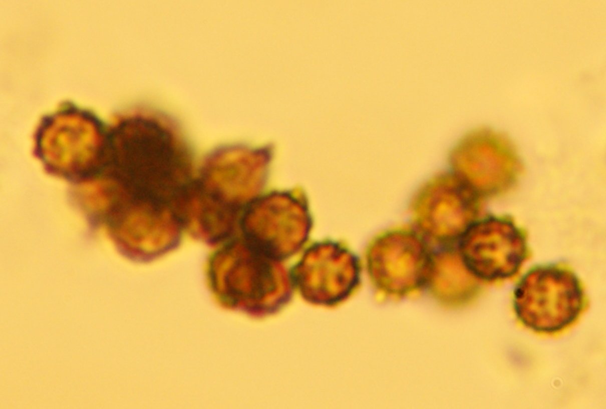 The Science Behind Spore Dispersal (image credits: wikimedia)