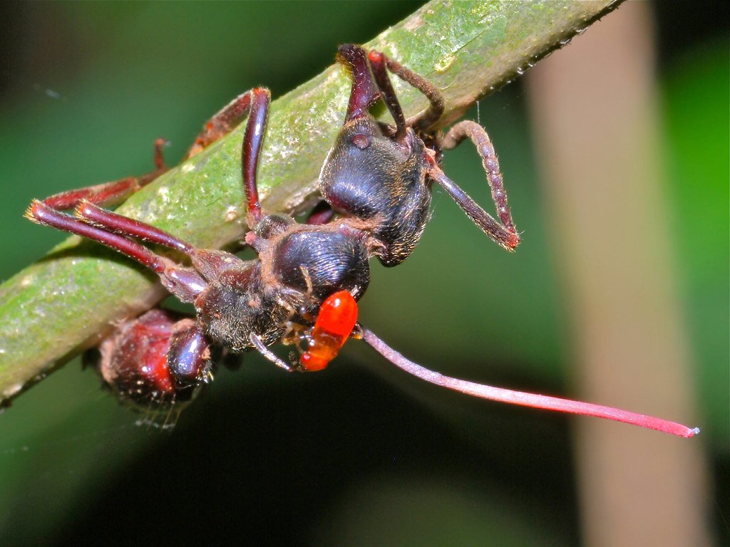 Evolutionary Arms Race (image credits: flickr)