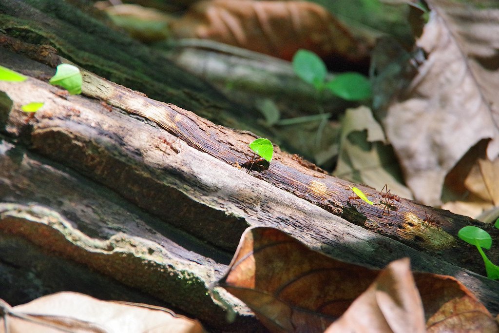 Conservation Implications (image credits: flickr)