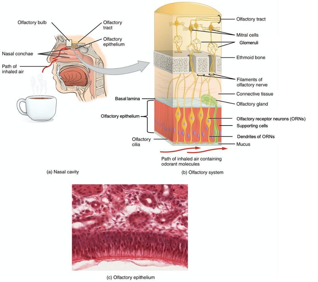 Anatomical Differences in Smell Processing (image credits: flickr)