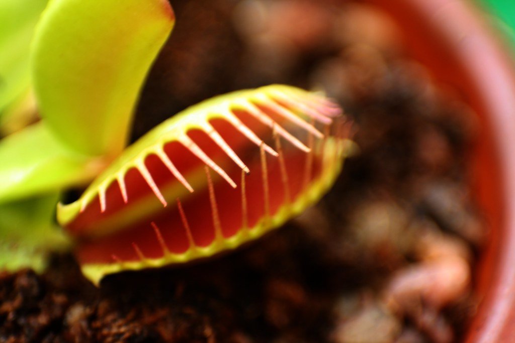The Venus Flytrap: Nature's Most Famous Assassin (image credits: flickr)