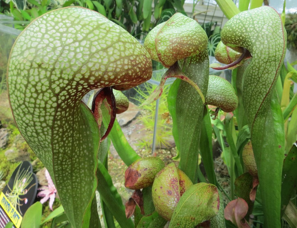 The Cobra Plant: A Master of Deception (image credits: flickr)