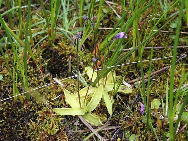 Butterworts: The Greasy Killers (image credits: wikimedia)