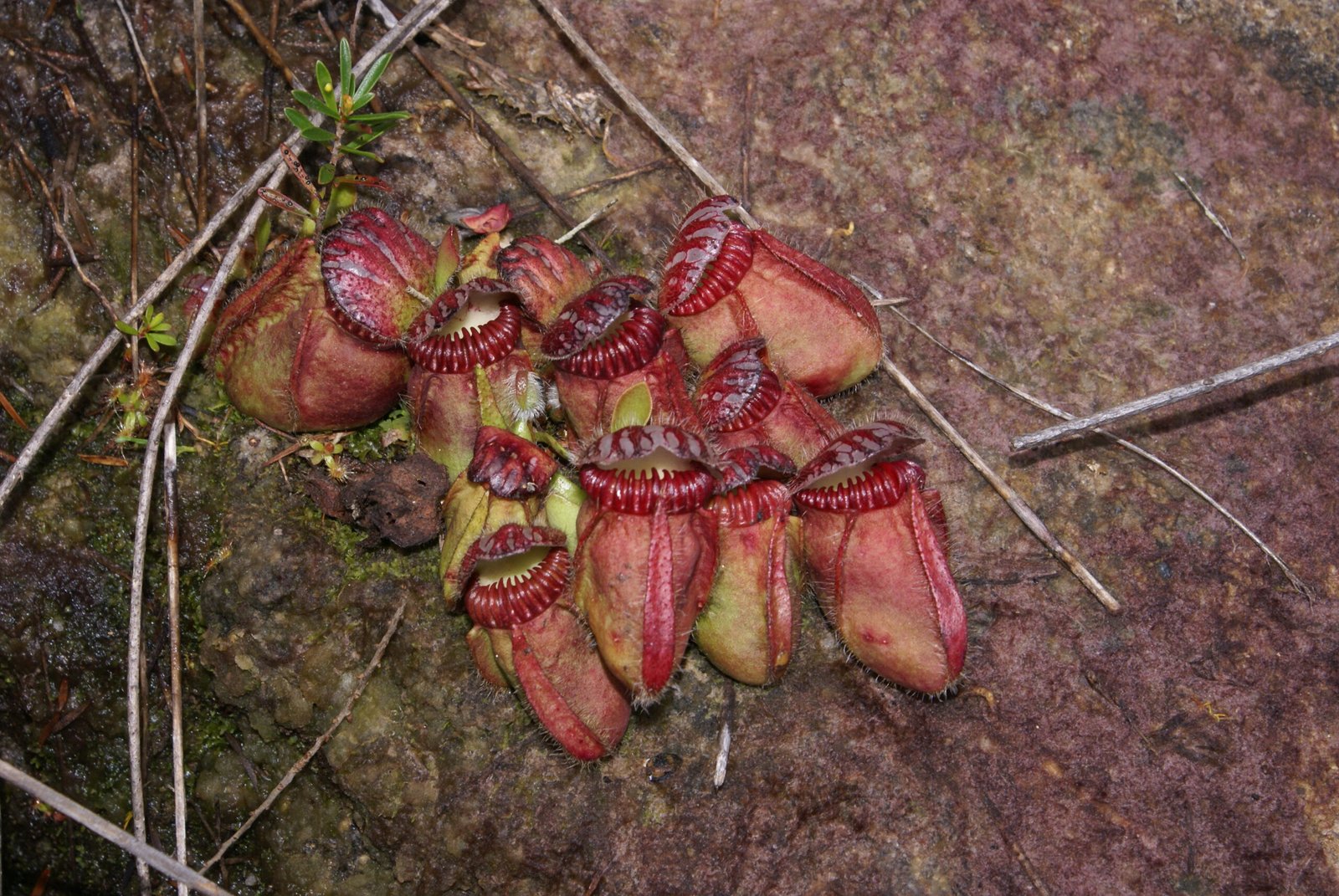 Giant Pitcher Plants: The Mammal Hunters (image credits: wikimedia)