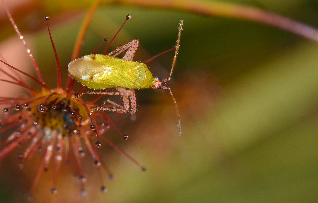 The Evolutionary Arms Race (image credits: flickr)